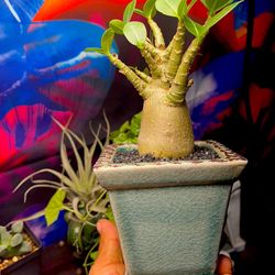 Beautiful Desert Rose With Amazing Blue Cracked Pot