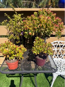 4 jade plants  🪴 for only 15 dollars everything
