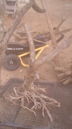 Large Drift Wood / Root Balls For Pets Habitat
