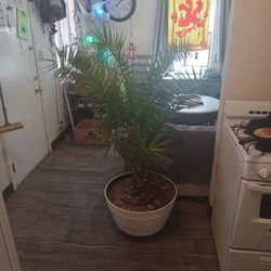 Large Indoor Palm Tree – Ready for a New Home