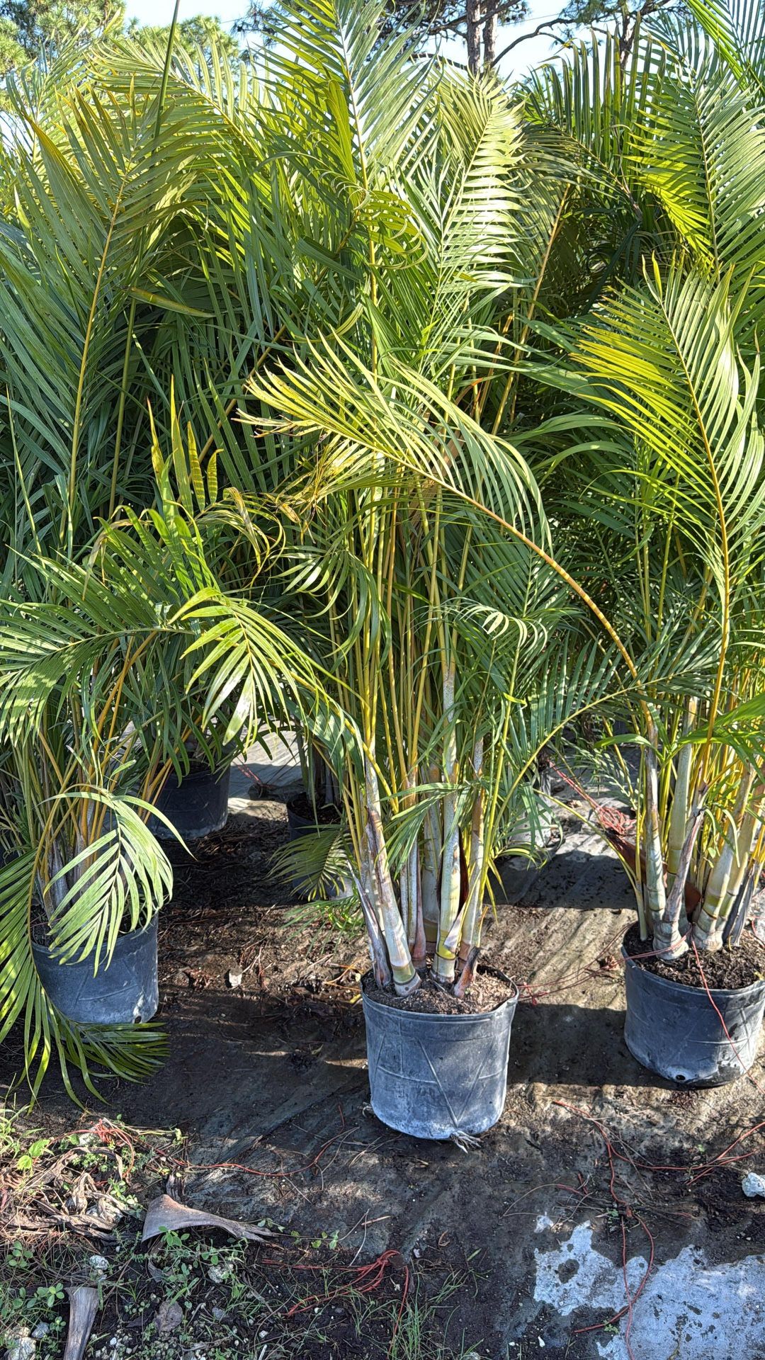 Areca Palm - 7gl