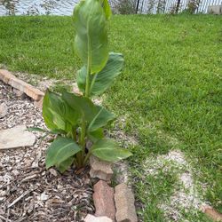 Canna Lily