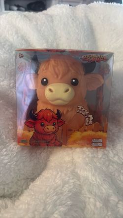 Highland cow
