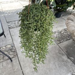 6” String Of Bananas