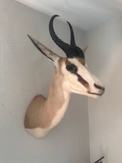 African springbok Antelope taxidermy Mount