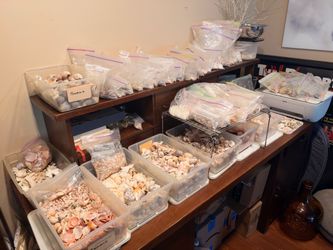 Massive Collection of Natural Seashells