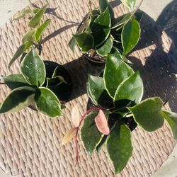 Hoya Krimson Princess Plant