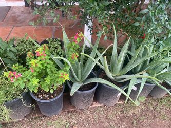 Assorted Plants Aloe Vera Moss Rose Flowering Shrub