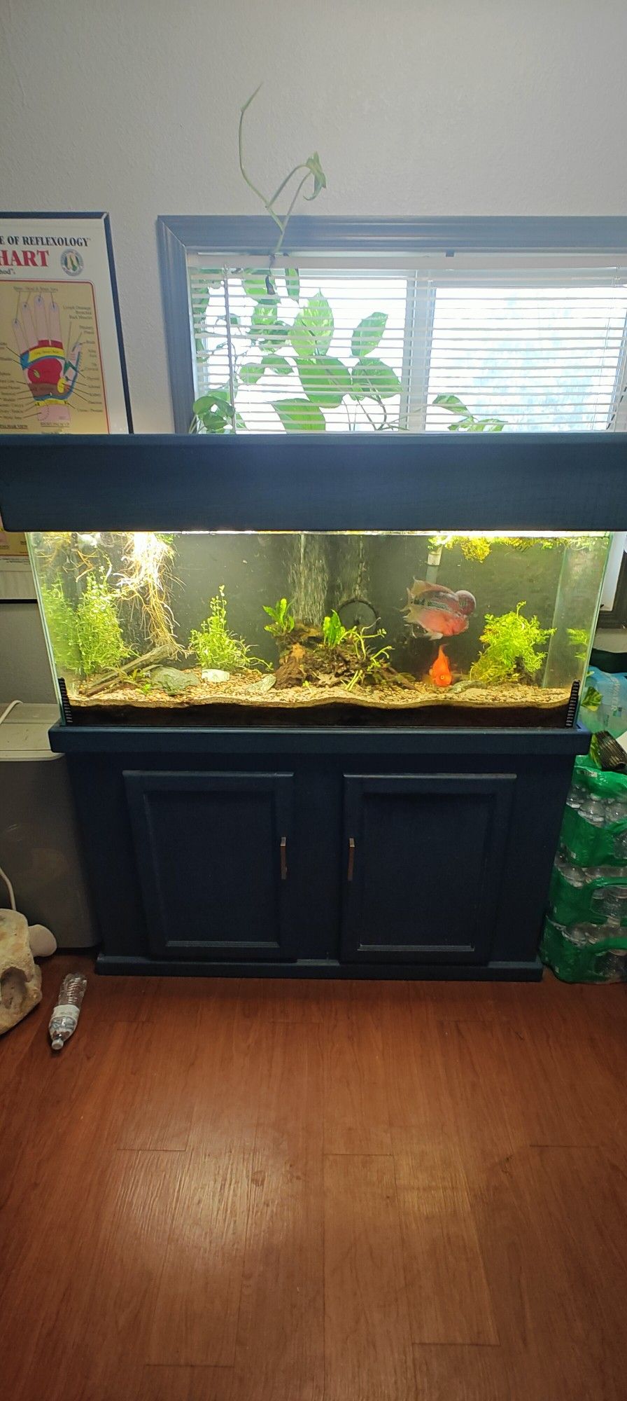 Fish Tank Aquarium 