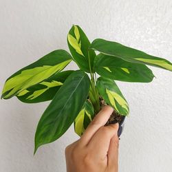 Calathea Pilosa