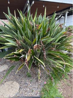 Bird of Paradise Plants
