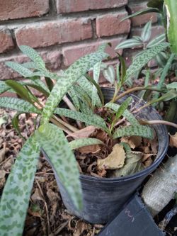 Spotted Leaf Plant in Black Nursery Pot leopard lily