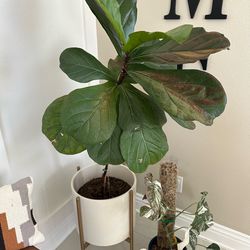 Fiddle leaf fig- ceramic pot included
