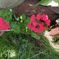 Plants Malva