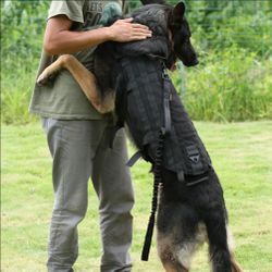 Dog Harnesses __ Durable & High-Quality __ Leashes