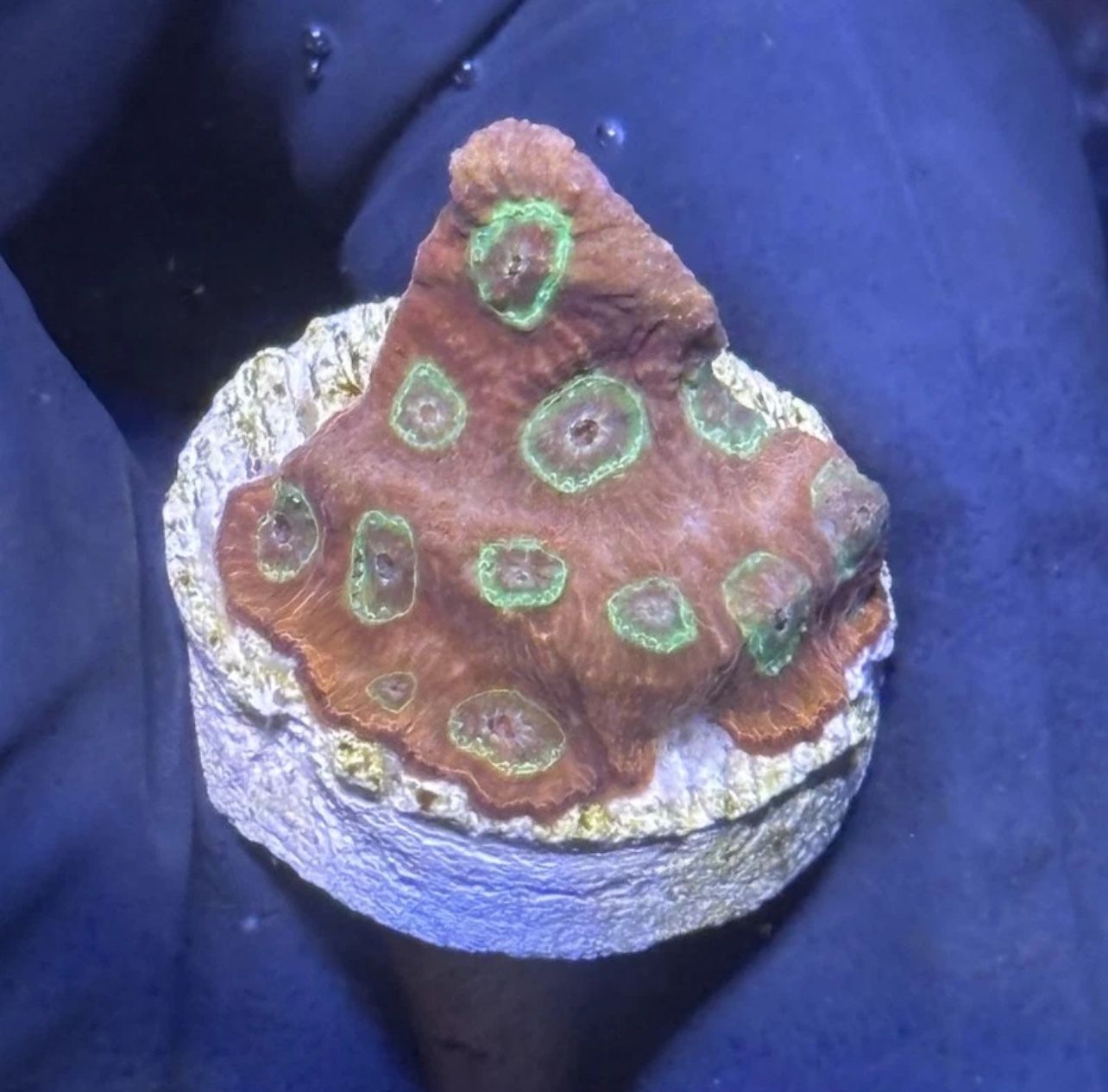 Spicy Lemon Favia Display Decor