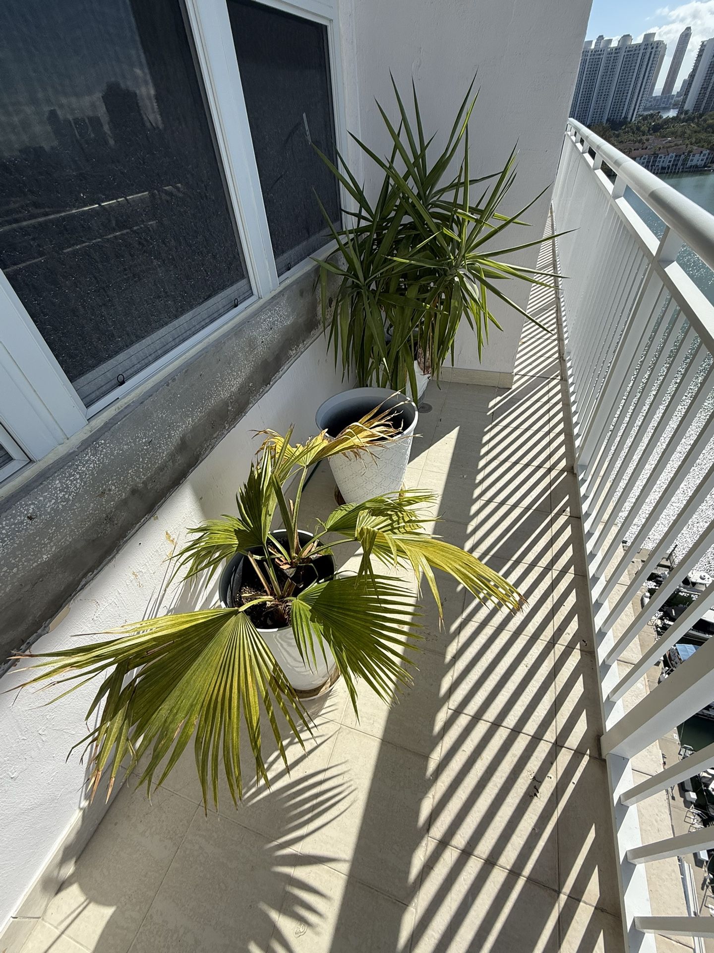 Plants and Pots for Sale - Must Go ASAP Due to Renovation!