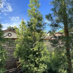 Fern Pine Privacy Hedge