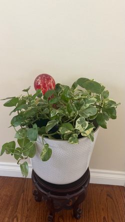 Peperomia plant