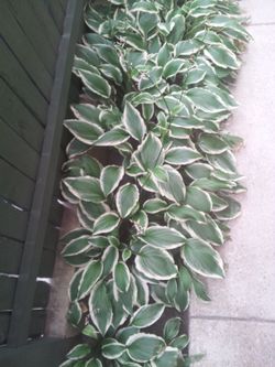 Liberty Hosta Clippings
