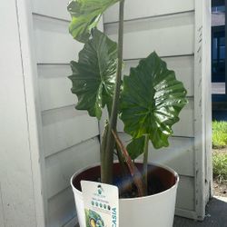 Alocasia Plant