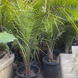 Majestic Palm $$48 Each