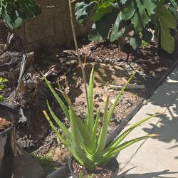 Aloe Vera plant