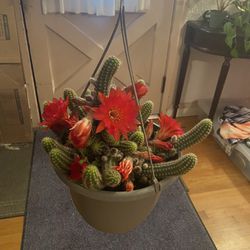Succulent Cactus Plant