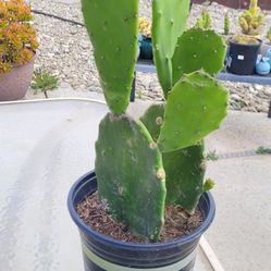 6" Cactus Plant