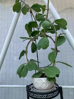Large Hoya Kerrii