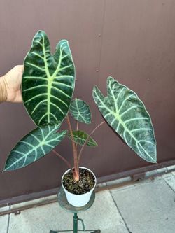 alocasia watsoniana