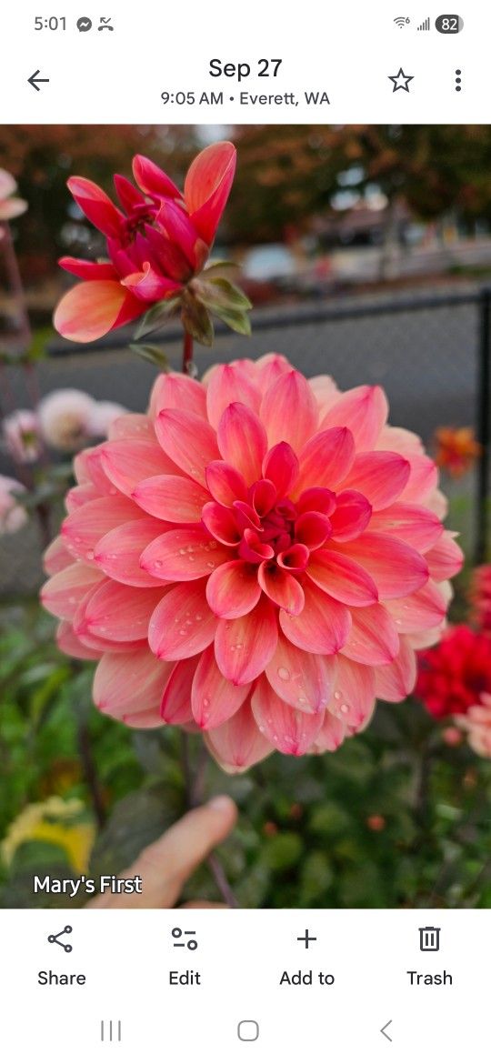 Dahlia Tubers To Help With Funeral Costs