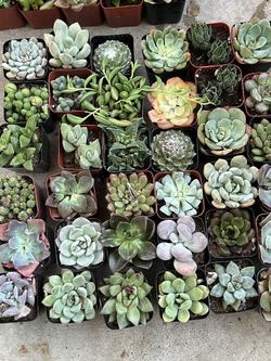 Plants