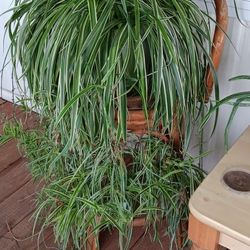 Large Spider Plant