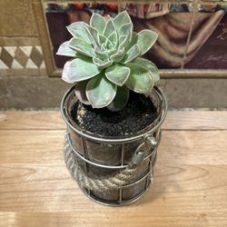Succulent In Glass Pot