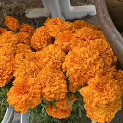 Tengo Flor De Cenpazuchil A La Venta. $7 El Manojo