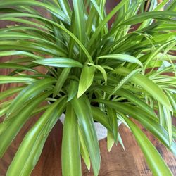 spider plant indoor 