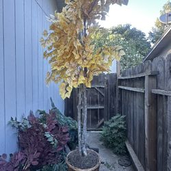 Fake Plant 5ft