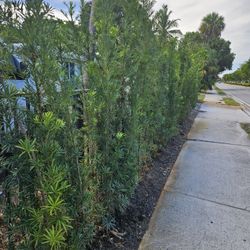 podocarpus  over 6 feet $ 28 clusias over 6 feet tall $ 65 Instant Privacy Hedge For Fence Green Full Ready for planting