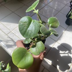 Peperomia Incana 