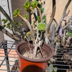Aeronium Arboreum Succulent In Mira Mesa, See Prices