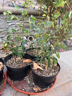 Manila tamarind, Guamuchil, Kamachile, goras Amli STARTER plants