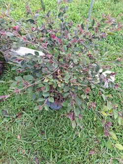 Beautiful Garden Plants (Genus name pending)