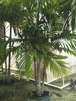 PRICE REDUCED! CHRISTMAS PALM IN 15 GALLONS OVER 5' FEET TALL WITH MULTIPLE TRUNK FOR ONLY $50! ONLY A FEW LEFT