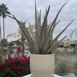 Aloe Plant. For Sale
