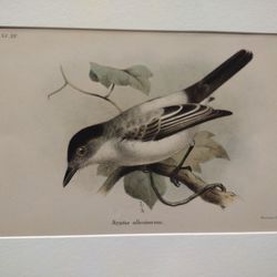 Circa 1870s Chromolithograph