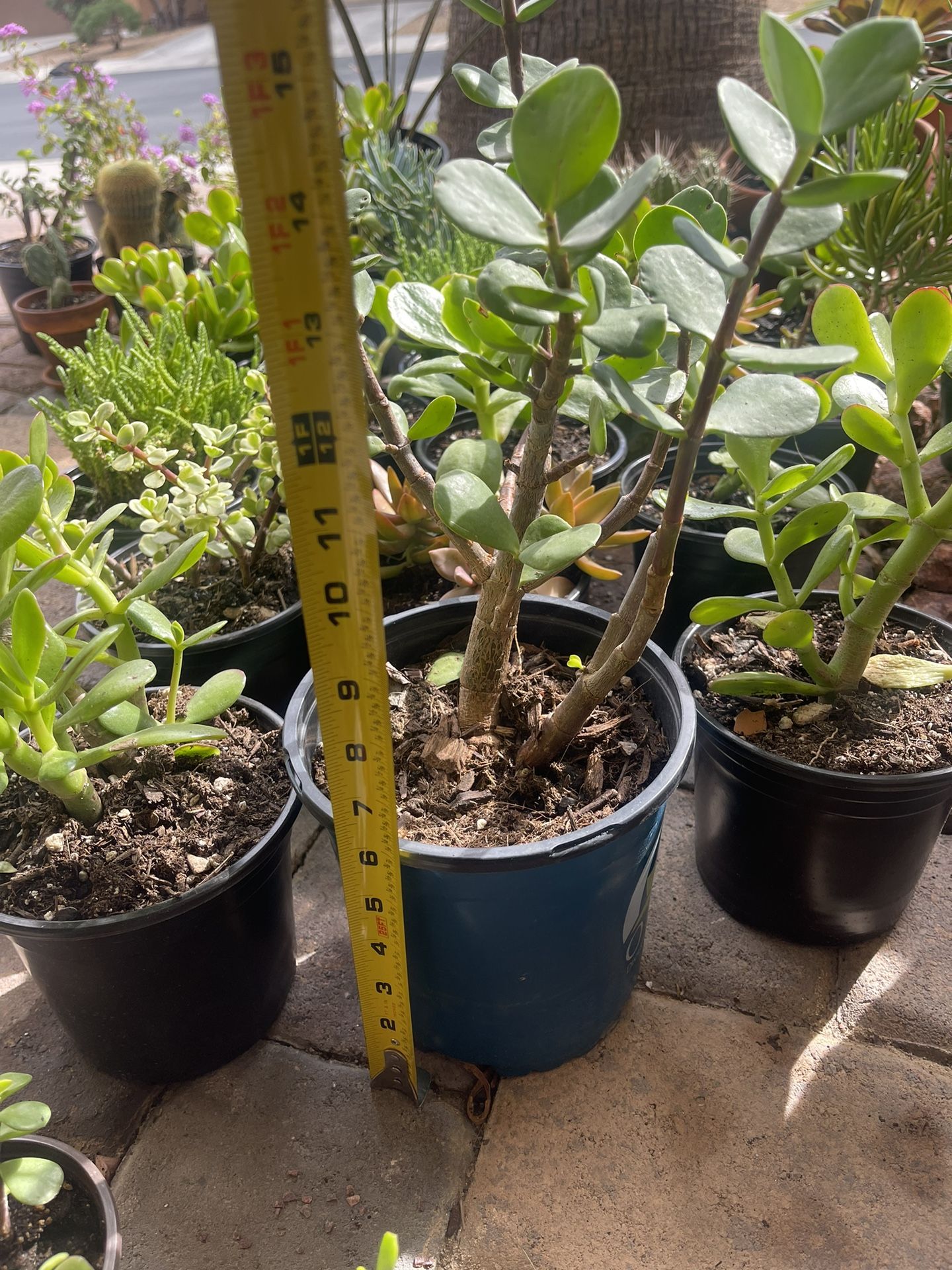 Various Drought Tolerant Plants / Succulents