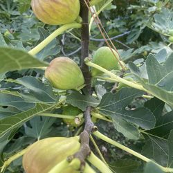 FIG TREES & OTHERS