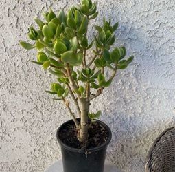 1 Gallon Pot Succulent Plant Crassula Ovata Light -  Lemon Jade - Rooted &  Established - Drought Resistant 🪴