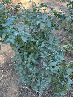 Planta de hierba Mora